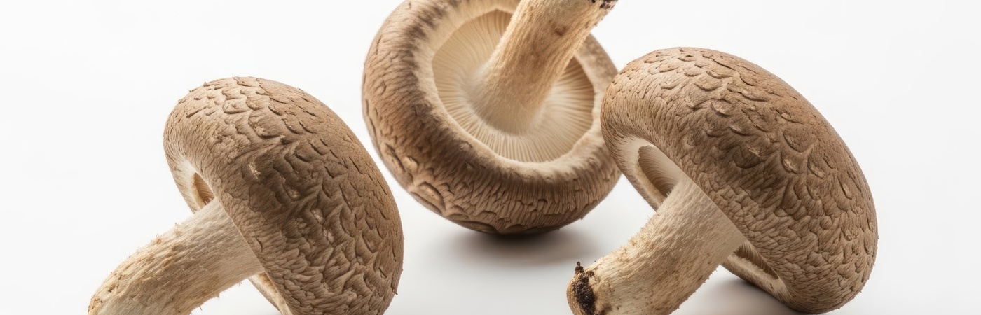 Shiitake