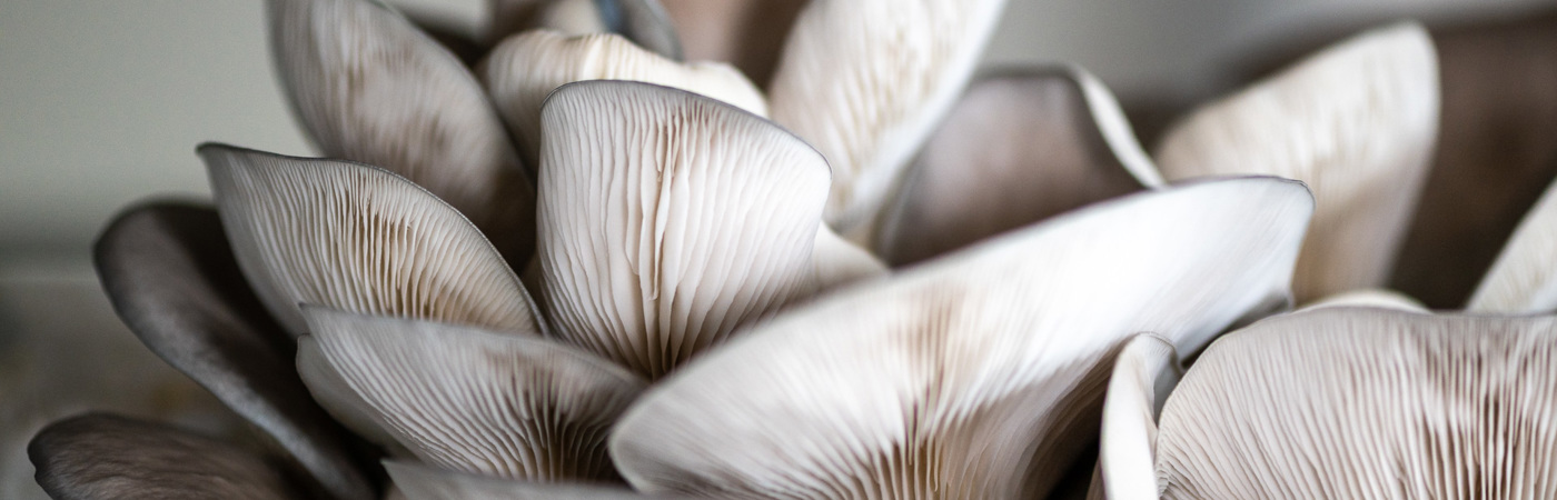 Austernpilze