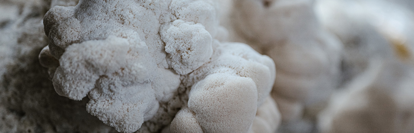 Igelstachelbart (Hericium)